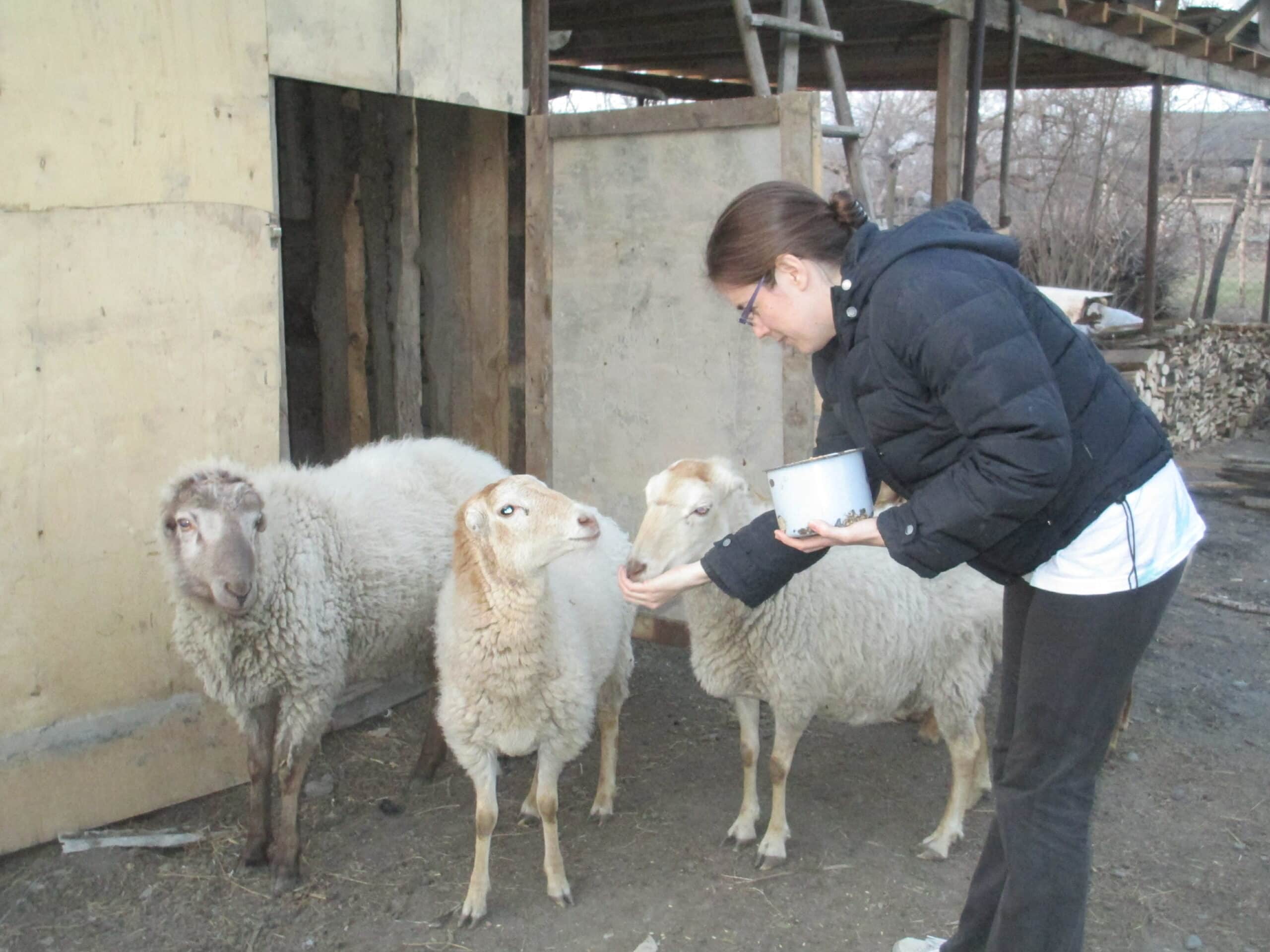 Stacey and sheep